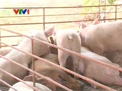 Giá lợn sụt giảm, người chăn nuôi lo lắng